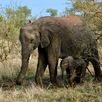 baby olifant in Kruger NP